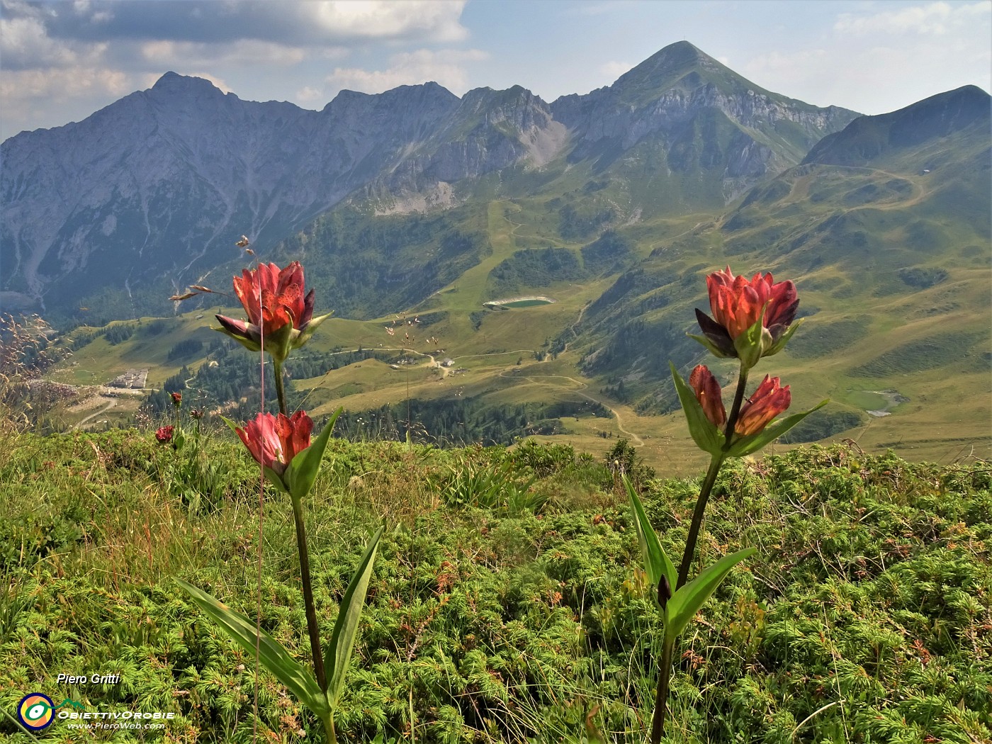 66 Gentiana purpurea (Genziana porporina) con vista su San Simone-Baita del Camoscio, Cavallo e Pegherolo.JPG